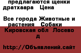 предлагаются щенки дратхаара › Цена ­ 20 000 - Все города Животные и растения » Собаки   . Кировская обл.,Лосево д.